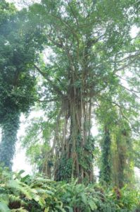 Botanischer Garten Bogor